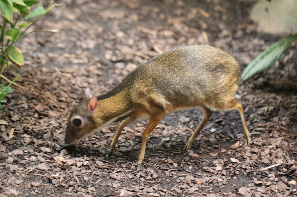 IMG_3317.JPG - Java mouse-deer  http://en.wikipedia.org/wiki/Java_mouse-deer 