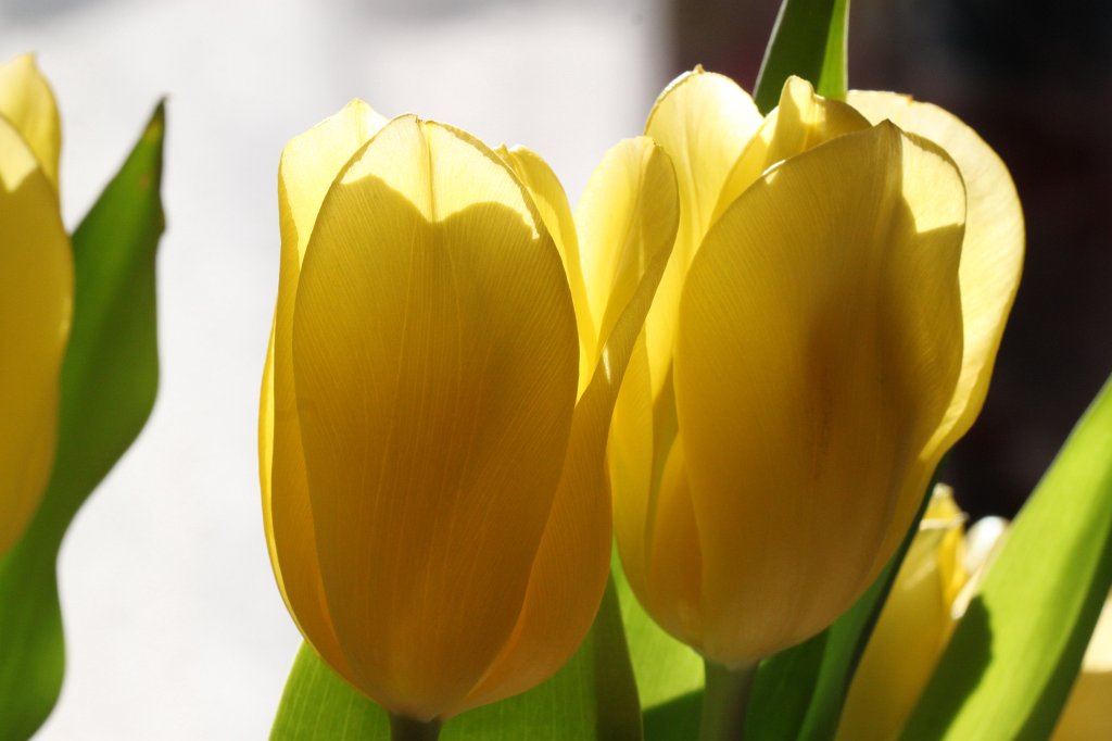 IMG_3464.JPG - Yellow tulips  http://en.wikipedia.org/wiki/Tulip 