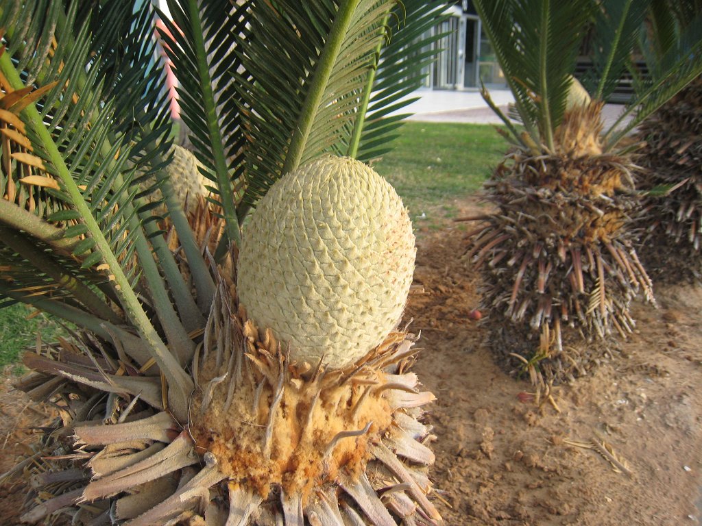 IMG_0122.JPG - Palm fruit
