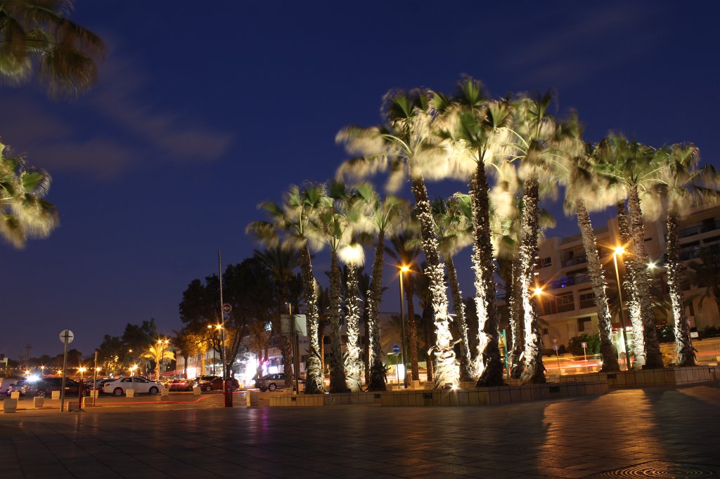 IMG_3578.JPG - Lighted palms at De Shalit Square