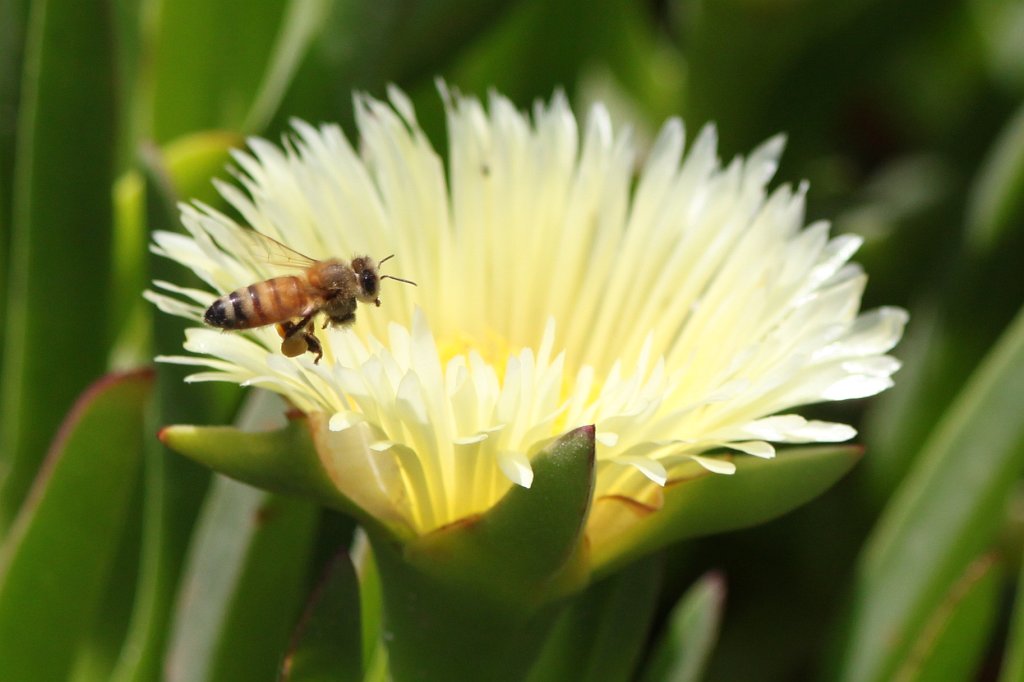 IMG_3757.JPG - Flower and bee