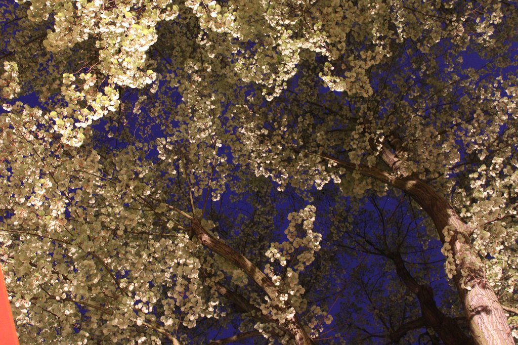 IMG_4011.JPG -  Frankfurt Zoo  trees and leaves at night