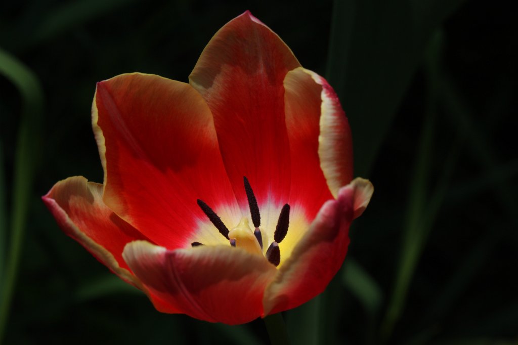 IMG_4025.JPG - Red  Tulip 