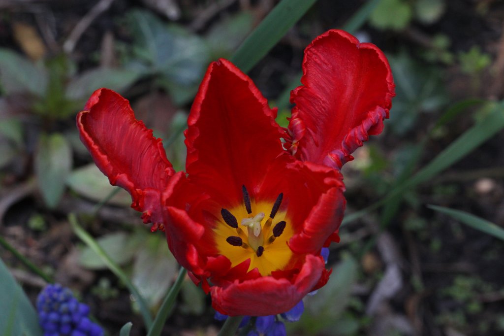 IMG_4026.JPG - Red  Tulip 