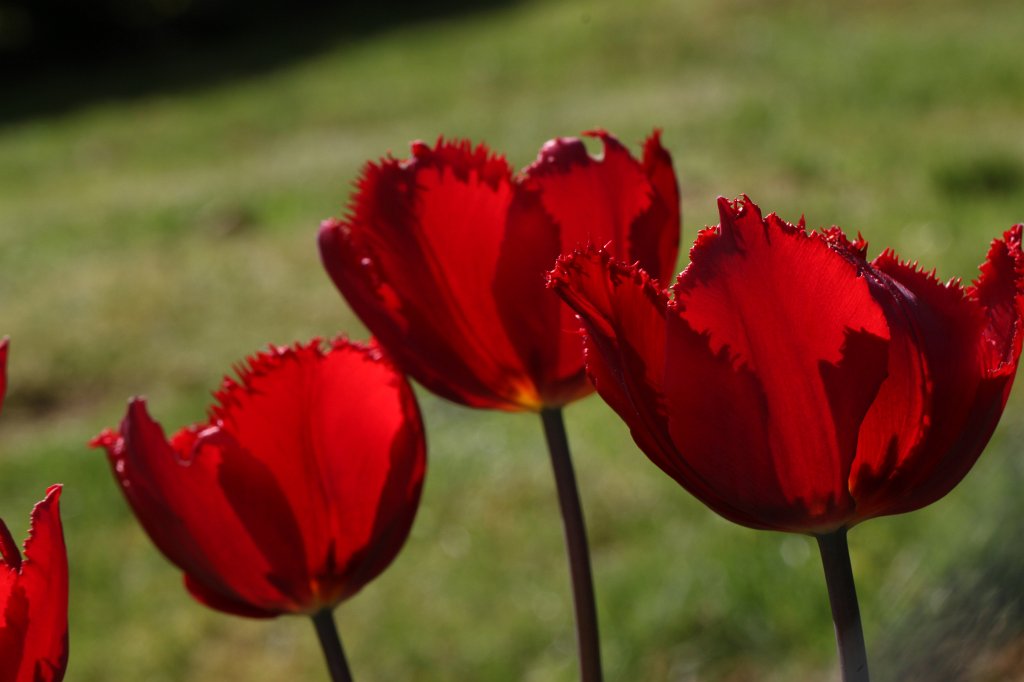 IMG_4028.JPG - Red  Tulips 