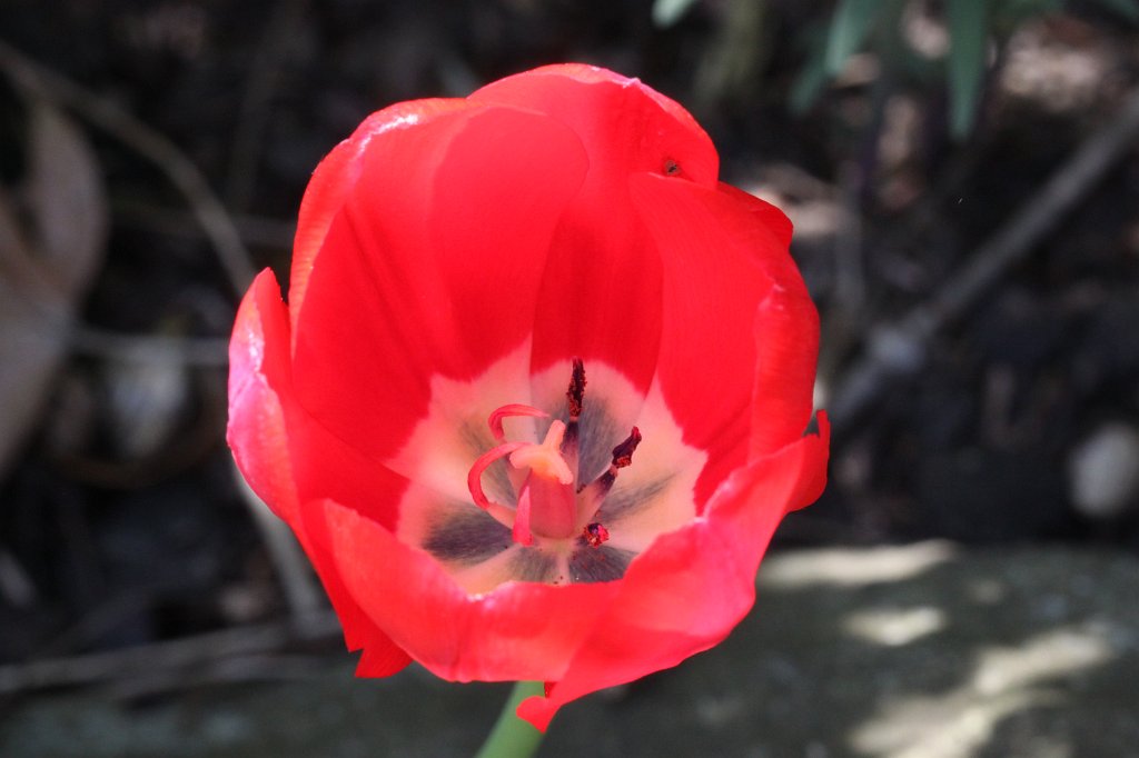 IMG_4044.JPG - Red  Tulip 