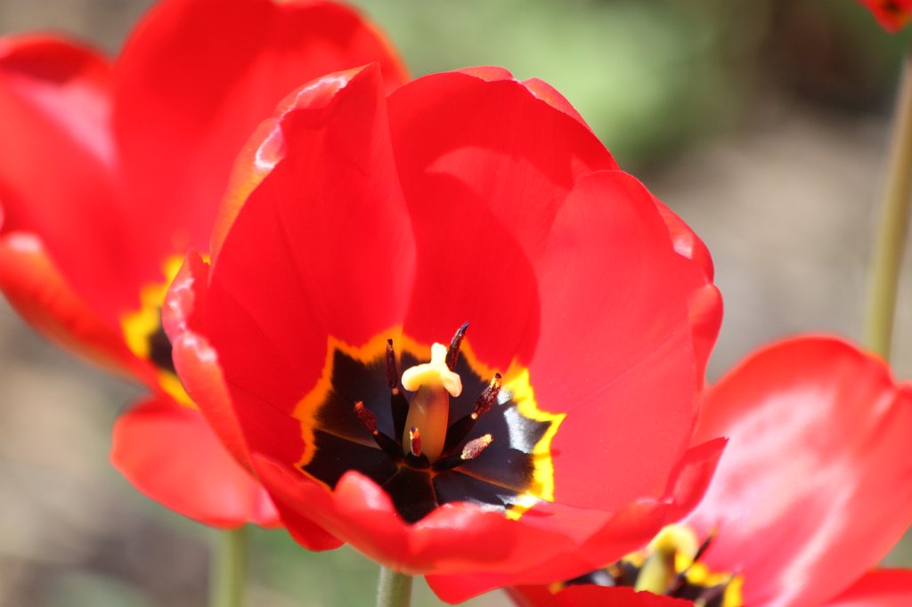 IMG_4057.JPG - Red  Tulips 