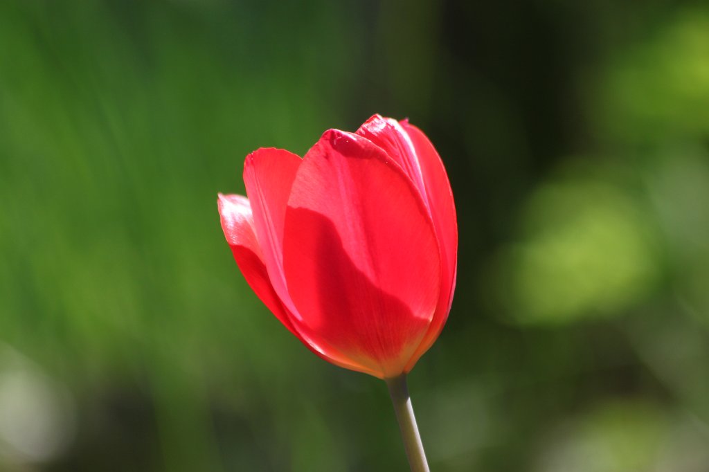 IMG_4060.JPG - Red  Tulips 