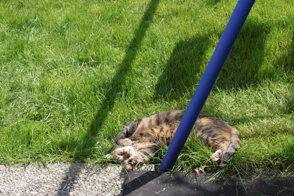 IMG_4061.JPG -  Cat  enjoys the sun shining on the belly
