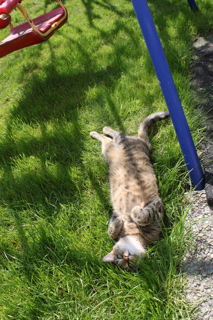 IMG_4062.JPG -  Cat  enjoys the sun shining on the belly