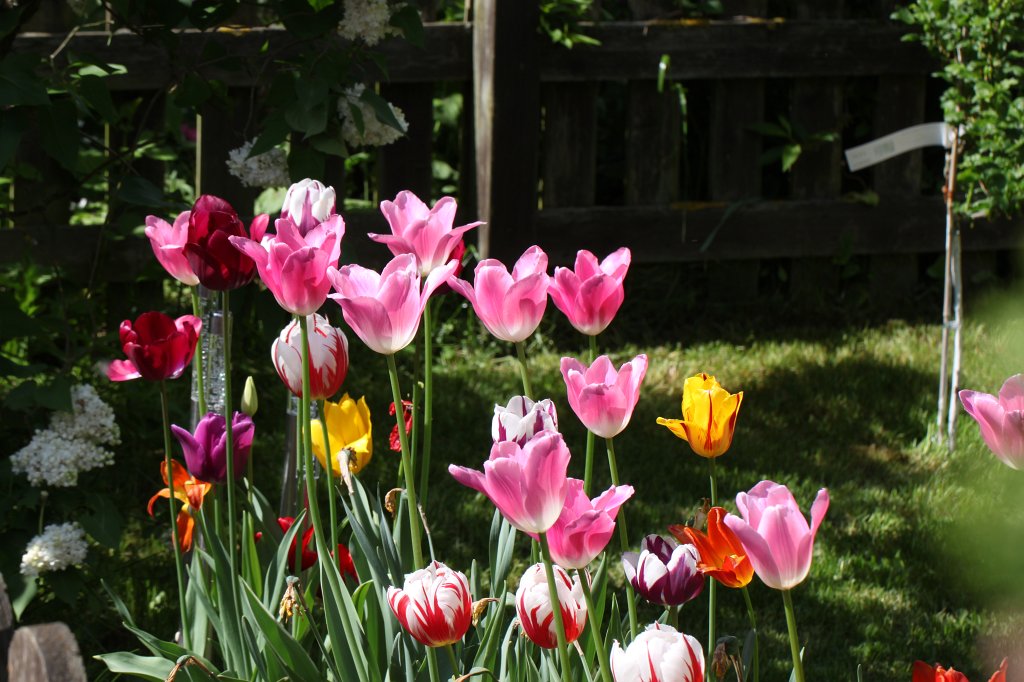 IMG_4208.JPG - Colourful  Tulips 