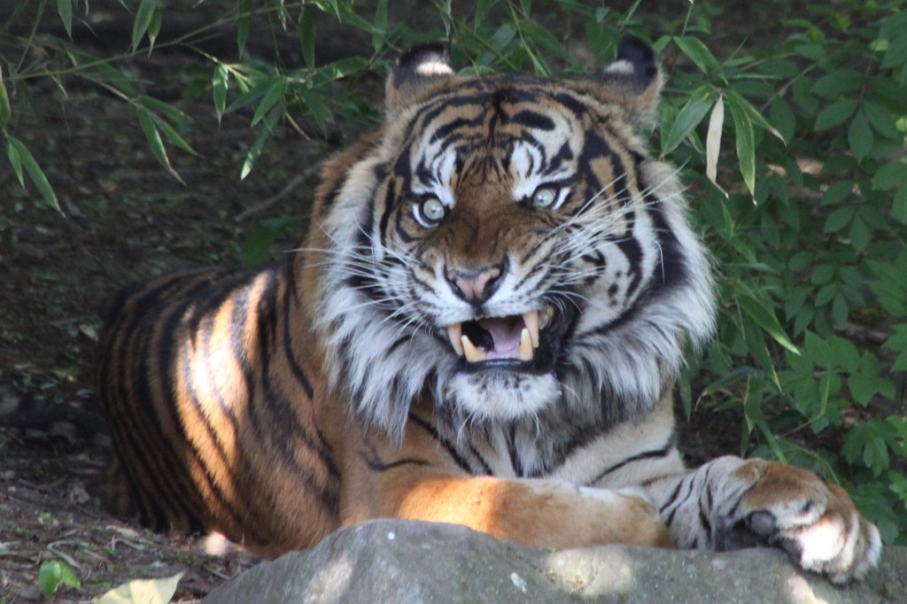 IMG_4276.JPG -  Sumatran tiger  dad Iban