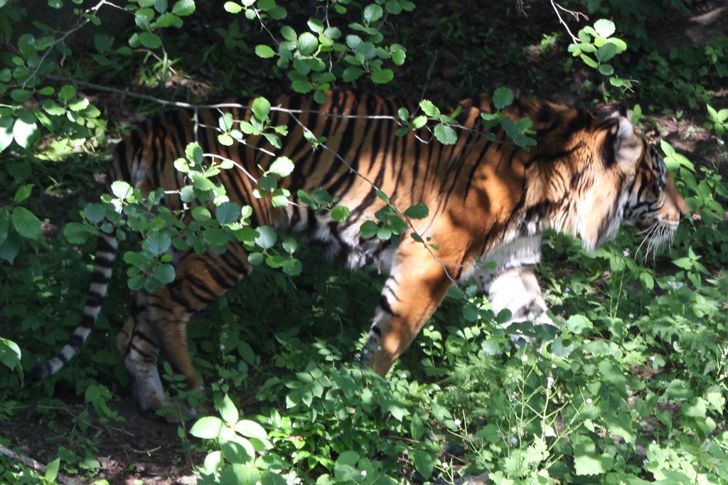 IMG_4278.JPG -  Sumatran tiger  dad Iban