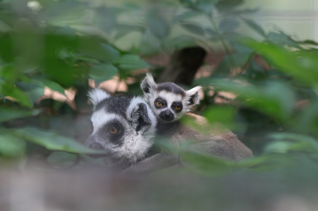 IMG_4351.JPG -  Ring-tailed lemur  with baby