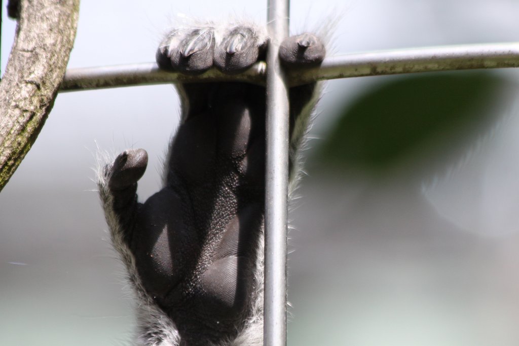 IMG_4373.JPG -  Ring-tailed lemur  hand