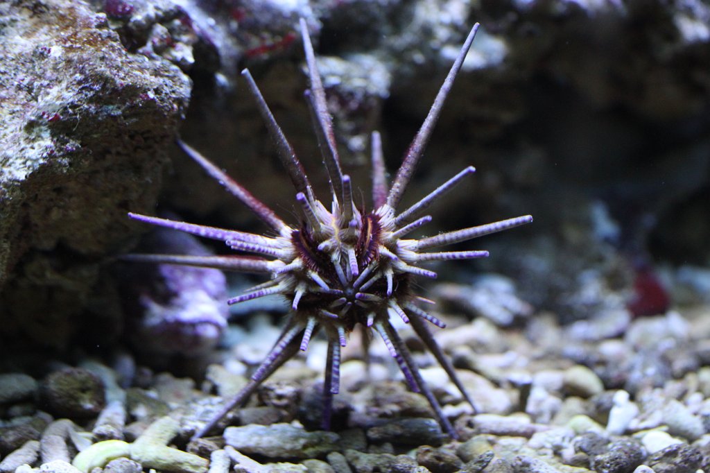 IMG_4433.JPG - Sea urchin