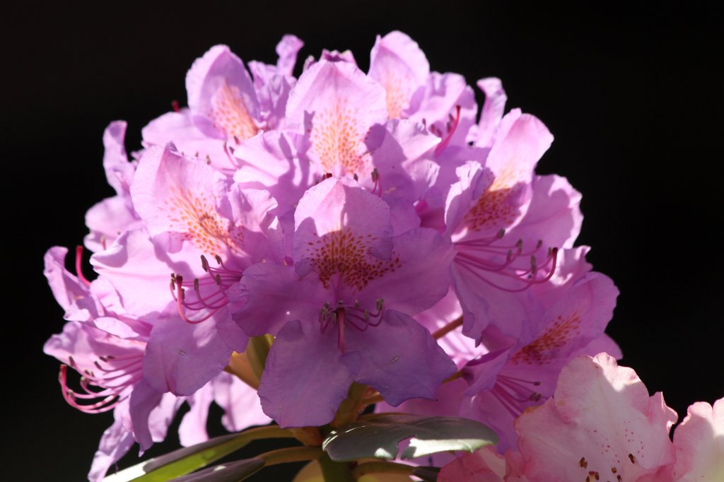 IMG_4789.JPG -  Rhododendron  bloom