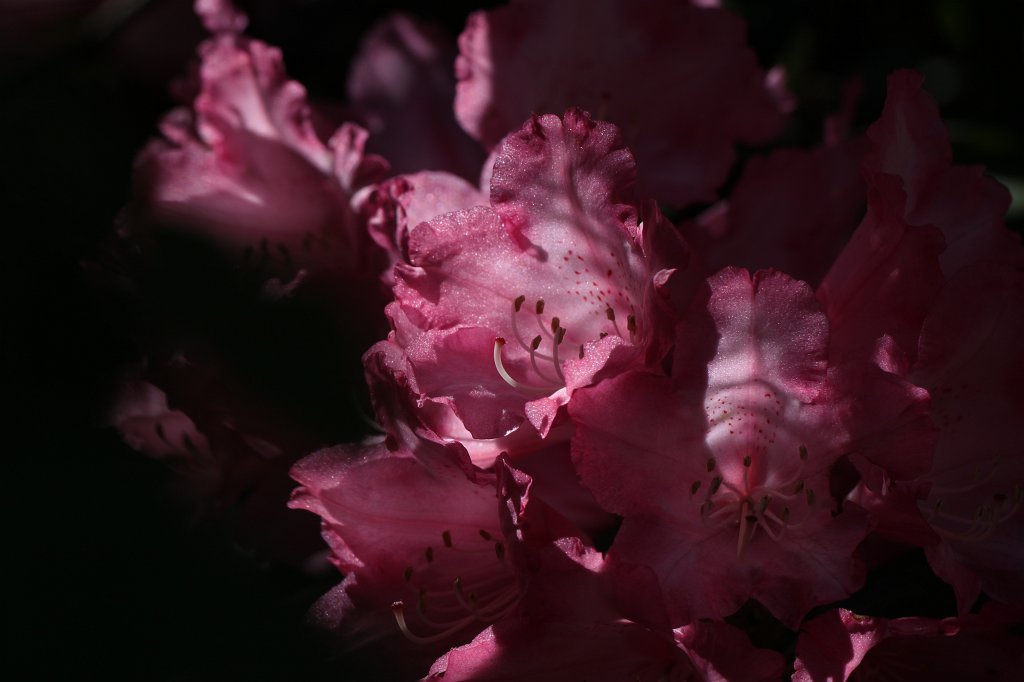 IMG_4791.JPG -  Rhododendron  bloom