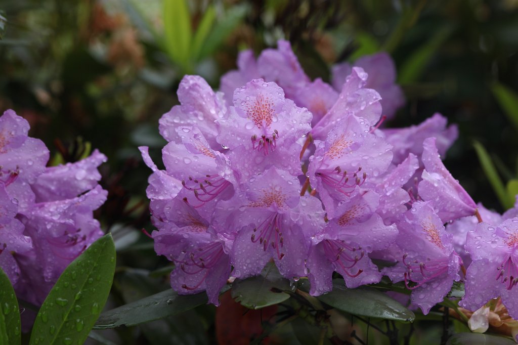 IMG_5034.JPG -  Rhododendron  bloom