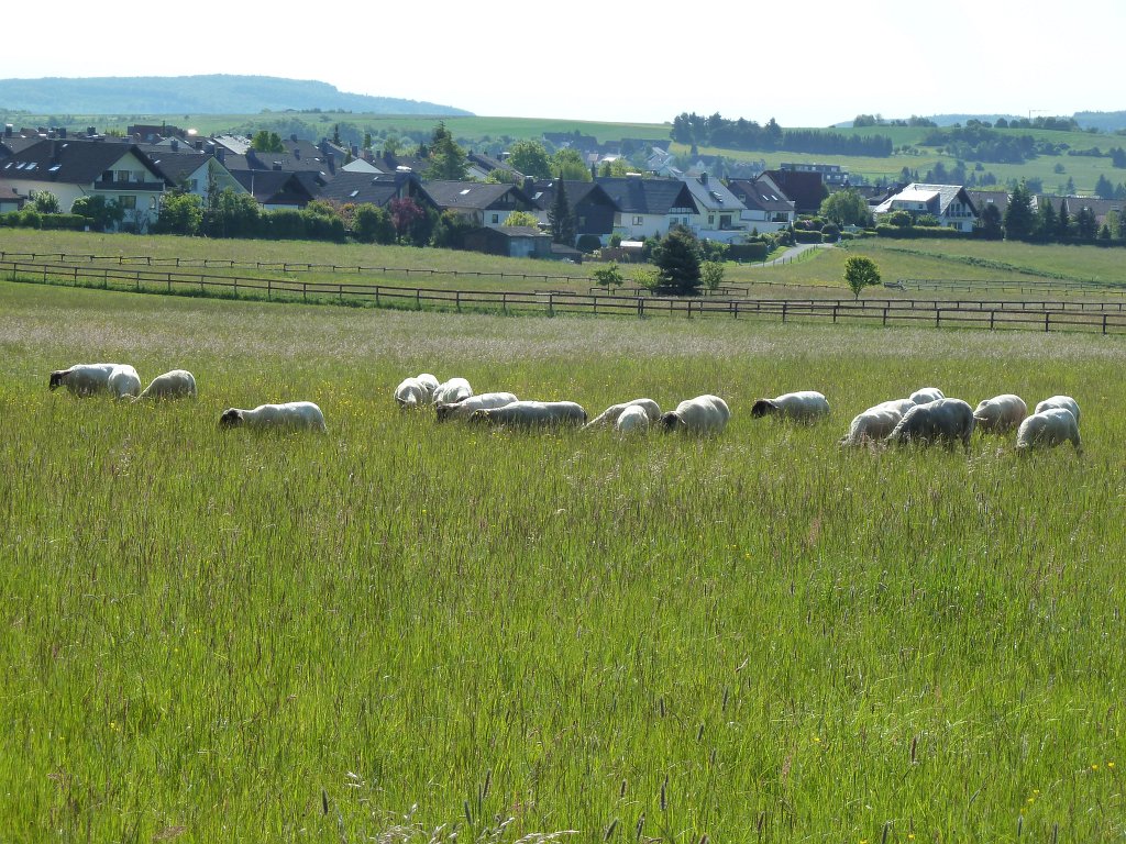 P1100142.JPG - Sheeps