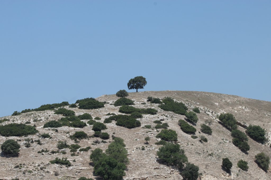 IMG_5327.JPG - Tree on hill