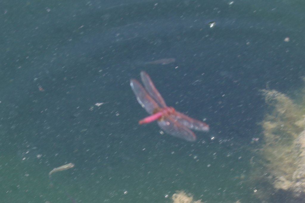 IMG_5347.JPG - Dragonfly at Ein Yivka Tzipori Stream pool