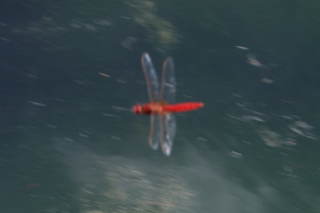 IMG_5361.JPG - Dragonfly at Ein Yivka Tzipori Stream pool