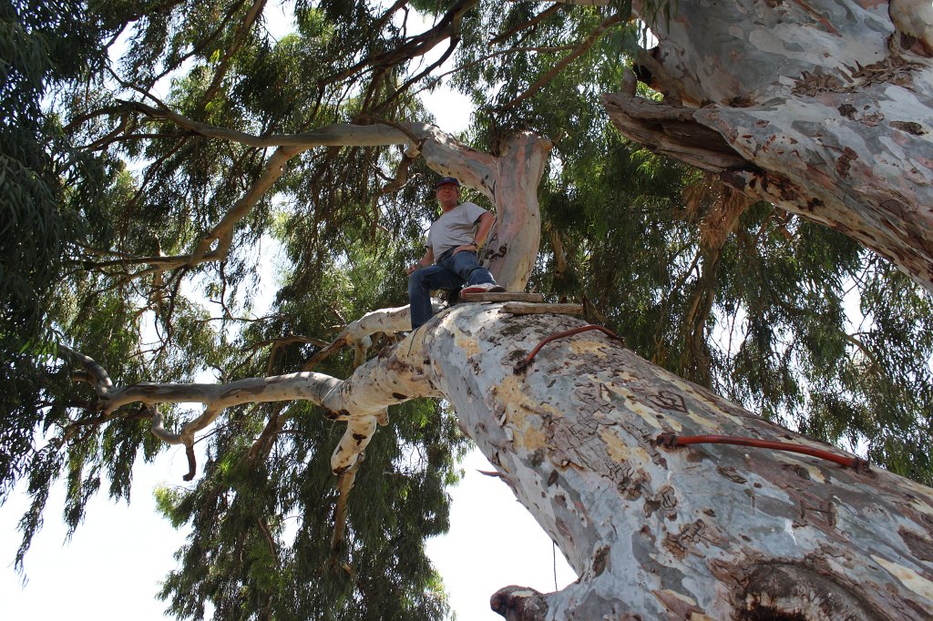 IMG_5367.JPG - Climbing the tree