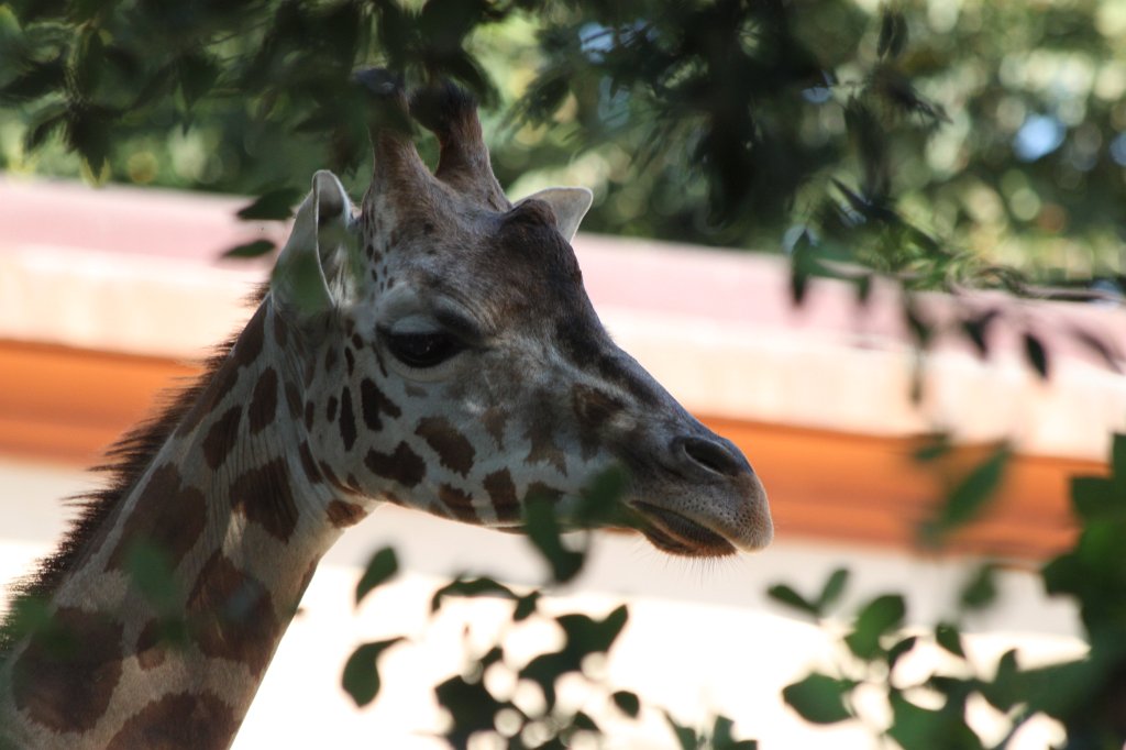 IMG_7424.JPG - Giraffe.  Zoological Garden Rome  ( Bioparco ).