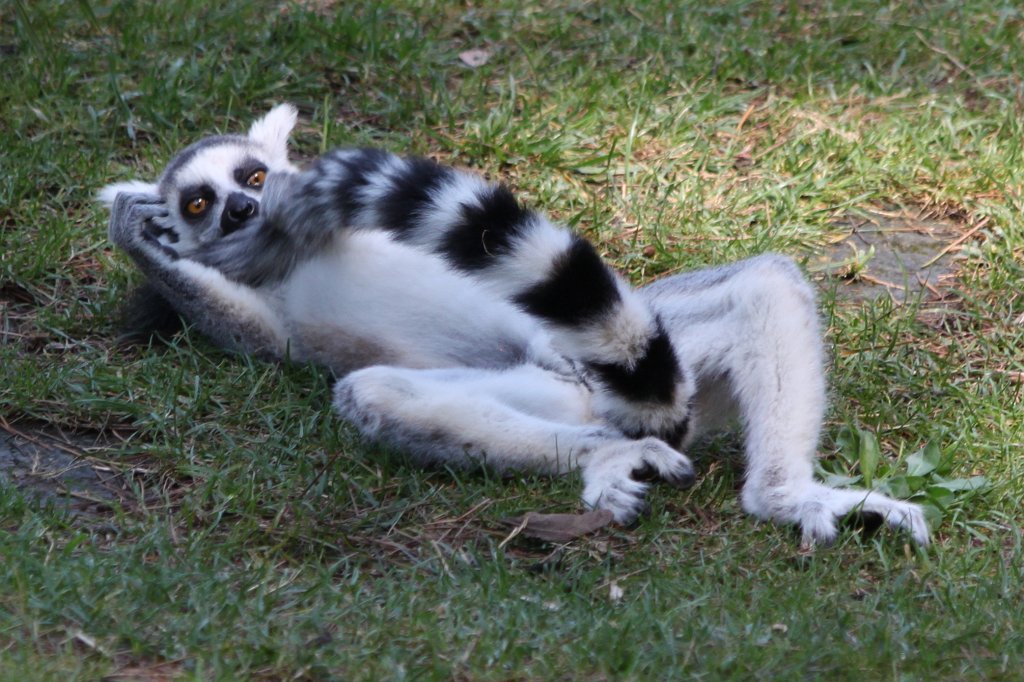 IMG_7528.JPG -  Ring-tailed lemur .  Zoological Garden Rome  ( Bioparco ).
