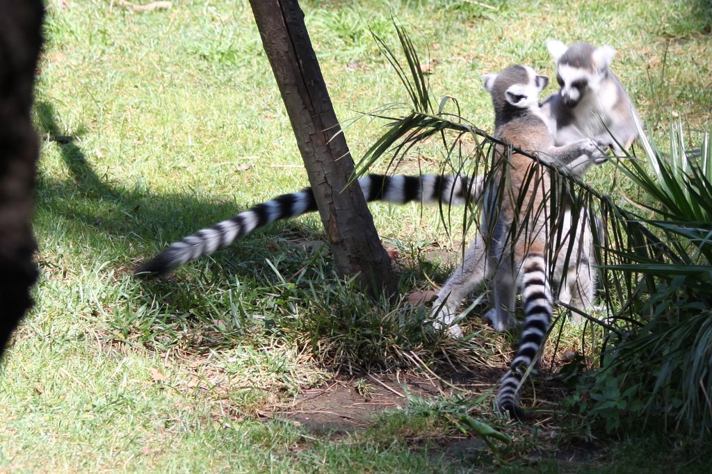 IMG_7544.JPG -  Ring-tailed lemur .  Zoological Garden Rome  ( Bioparco ).
