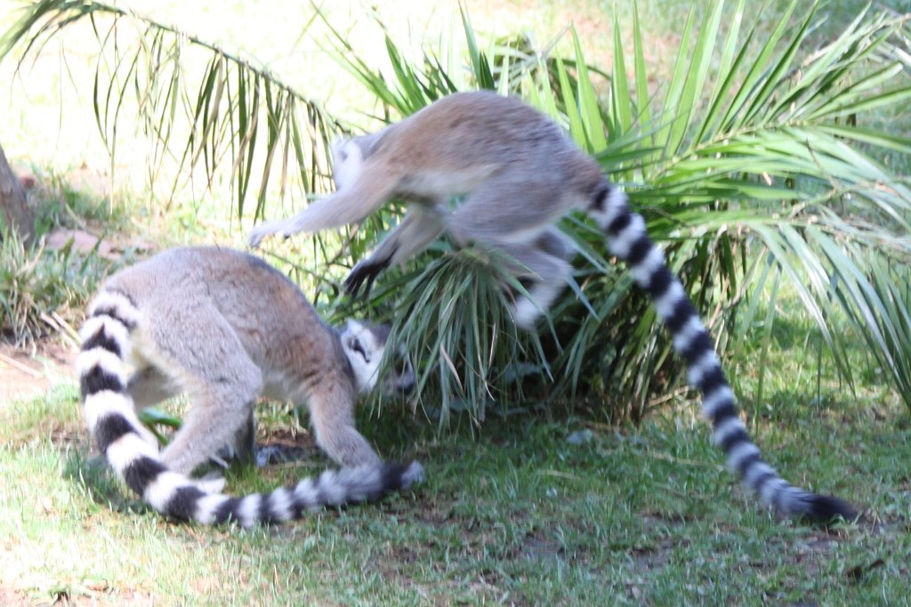 IMG_7549.JPG -  Ring-tailed lemur .  Zoological Garden Rome  ( Bioparco ).