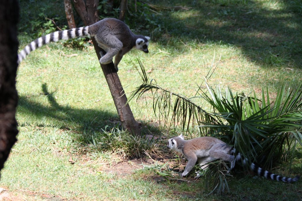 IMG_7552.JPG -  Ring-tailed lemur .  Zoological Garden Rome  ( Bioparco ).