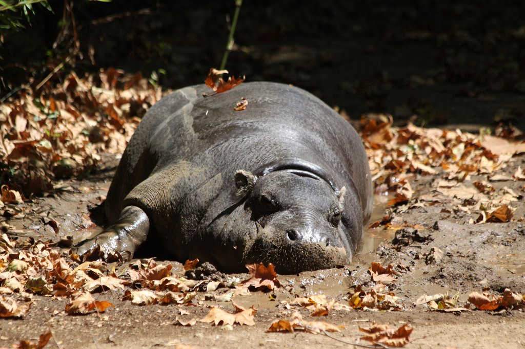 IMG_7574.JPG -  Pygmy hippopotamus .  Zoological Garden Rome  ( Bioparco ).