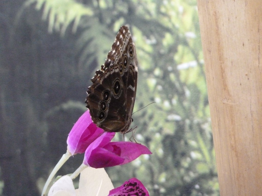 P1100626.JPG -  Butterfly .  Zoological Garden Rome  ( Bioparco ).
