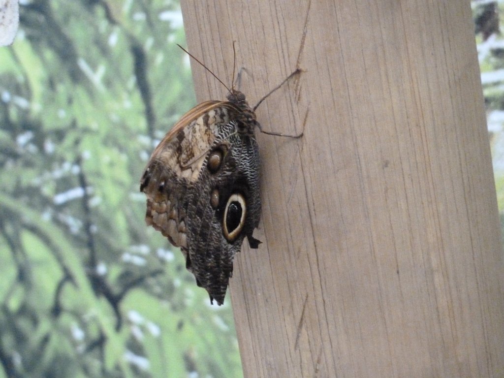 P1100627.JPG -  Butterfly .  Zoological Garden Rome  ( Bioparco ).