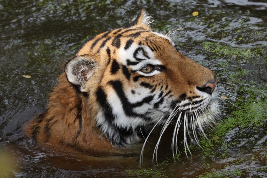 IMG_8151.JPG -  Siberian tiger 