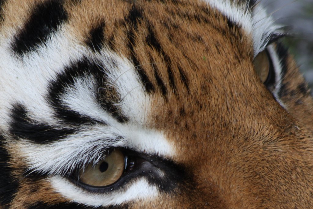 IMG_8152.JPG - Eye of the tiger  Siberian tiger 