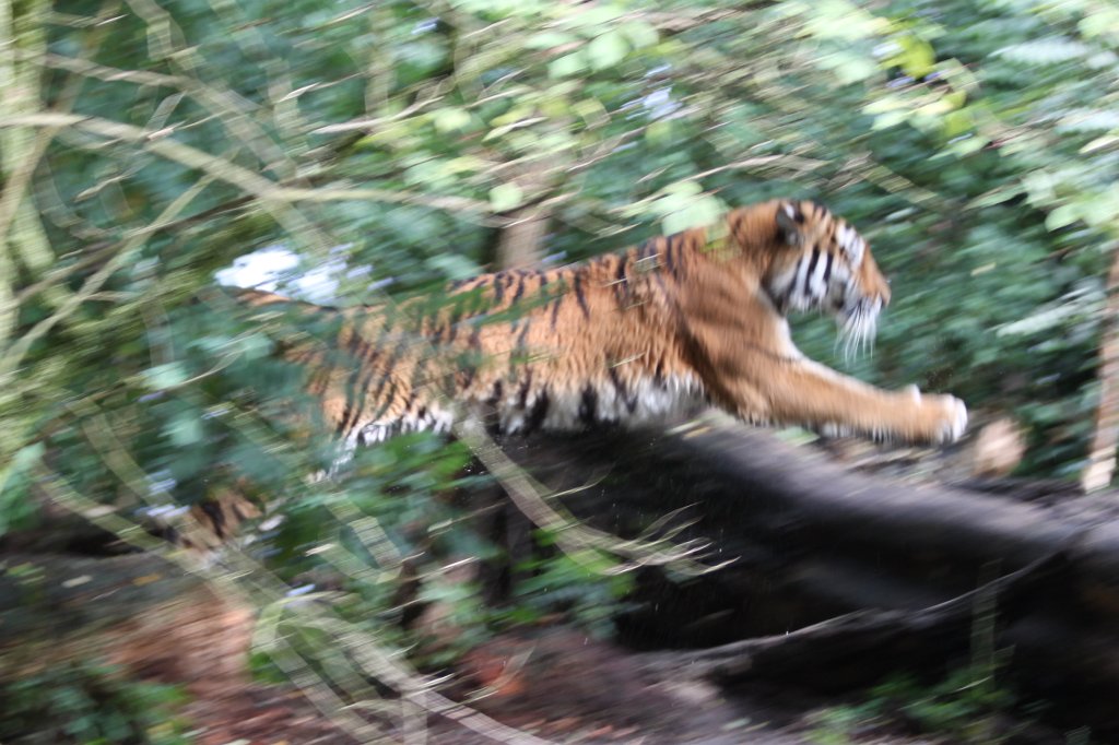 IMG_8170.JPG -  Siberian tiger 