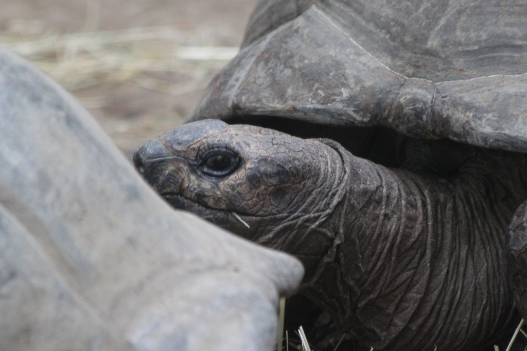 IMG_8211.JPG -  Giant tortoise 