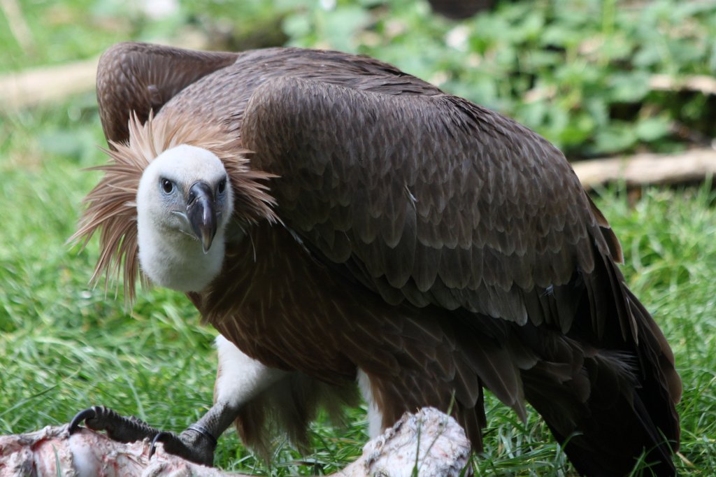 IMG_8225.JPG -  Griffon Vulture  ( Gänsegeier )