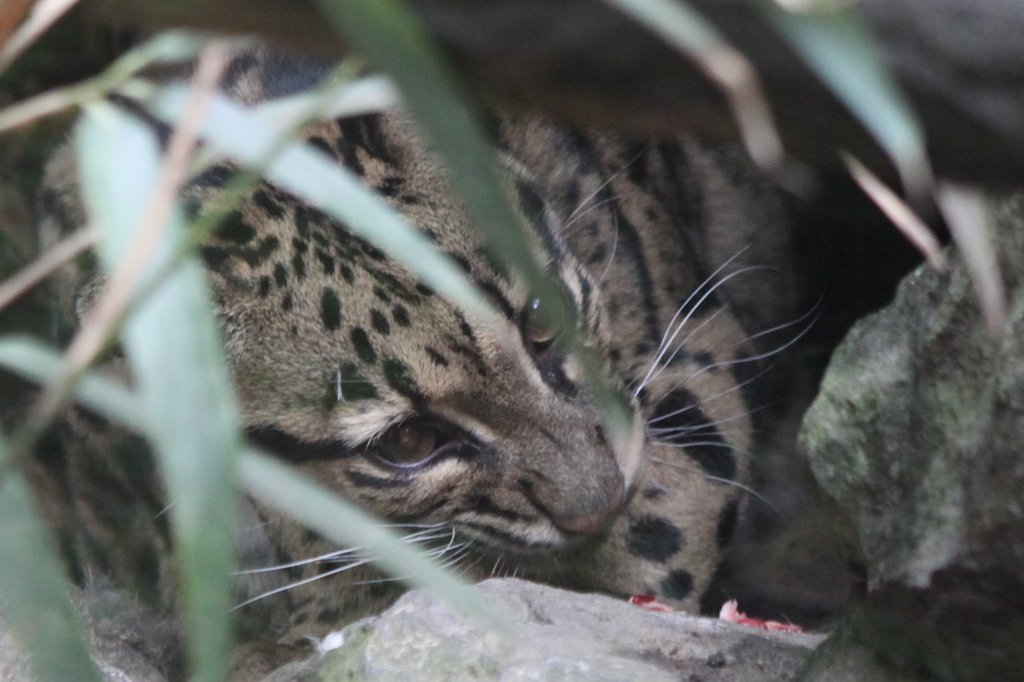 IMG_8309.JPG -  Clouded leopard  ( Nebelparder )