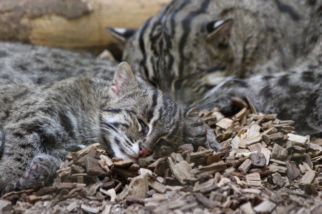 IMG_8316.JPG -  European wildcat  ( Europäische Wildkatze )