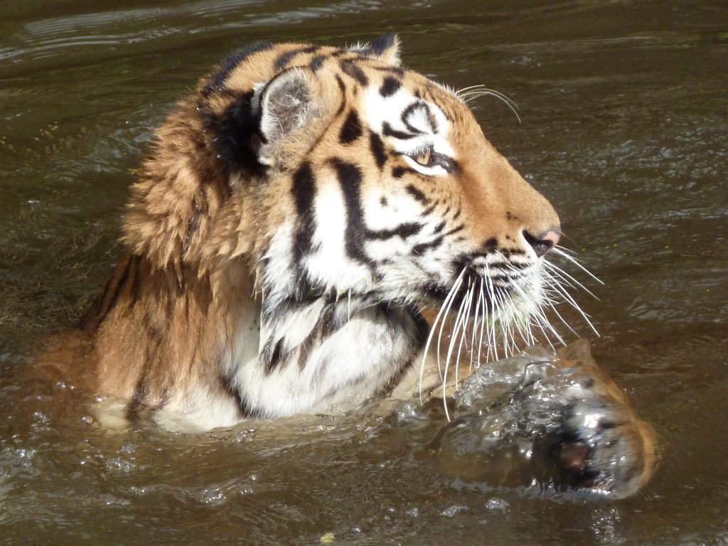 P1100813.JPG -  Siberian tiger 