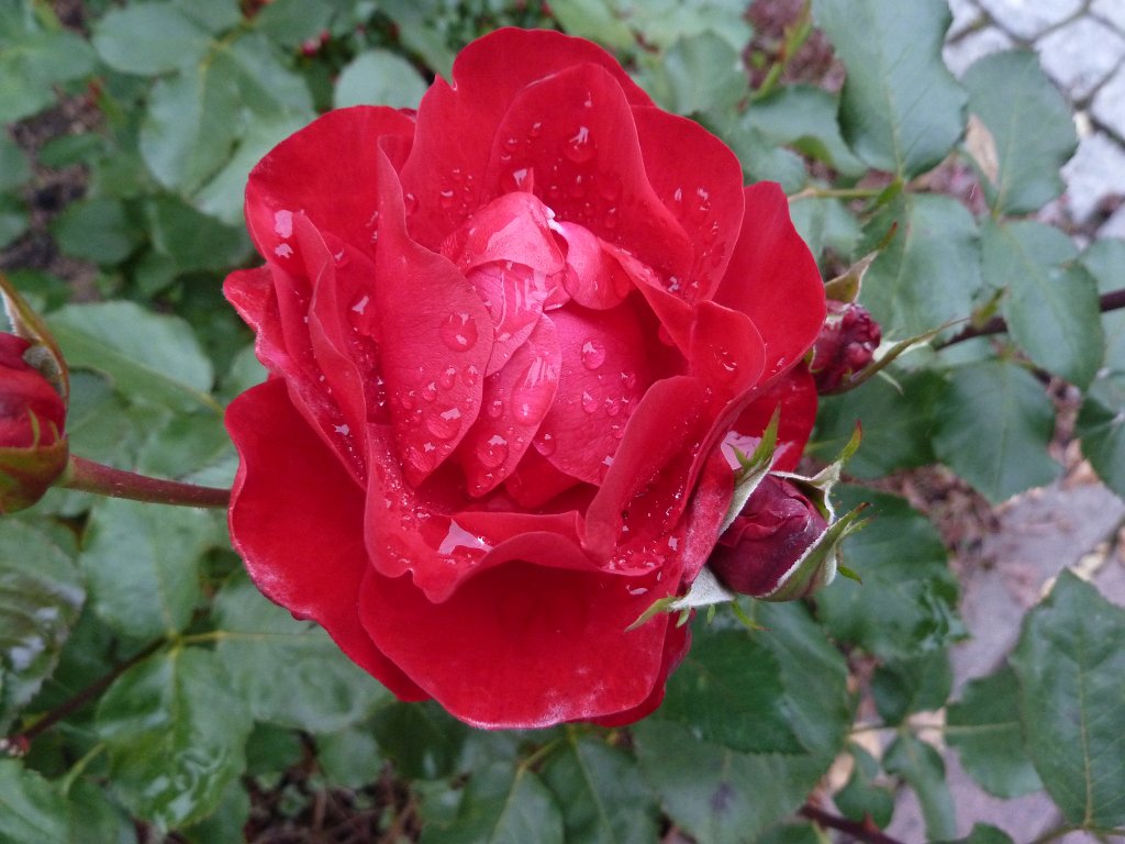 P1100792.JPG - Rain drops on rose