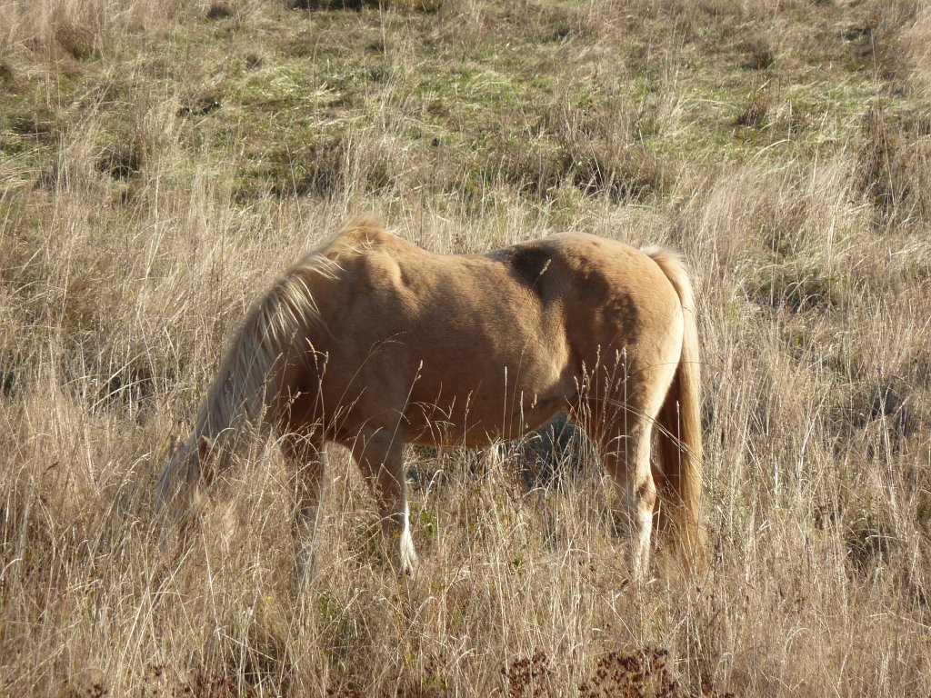 P1110002.JPG - Horse hiding in tall grass