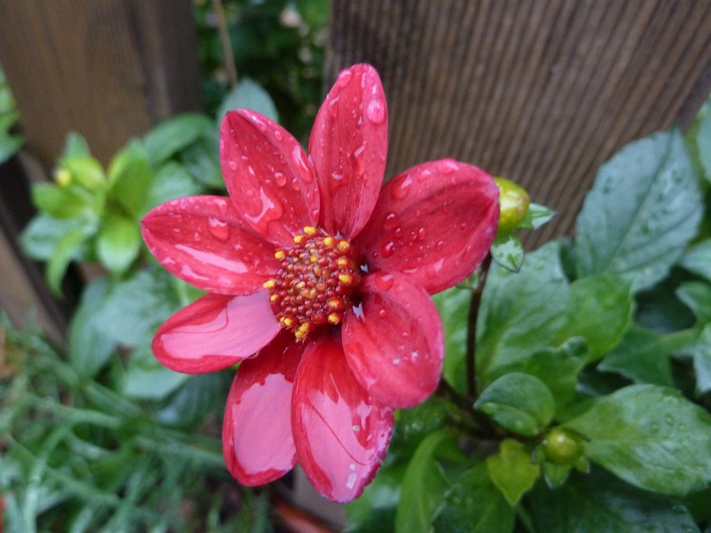 P1110047.JPG - Red blossom in rain