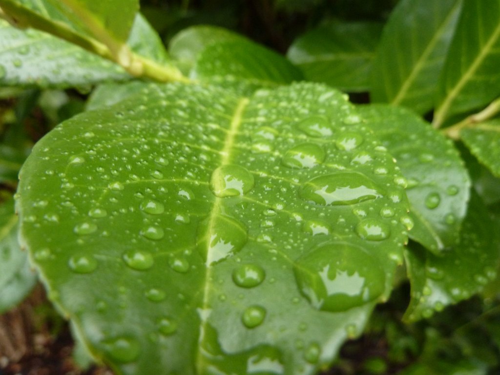 P1110048.JPG - Rain drops on leaf