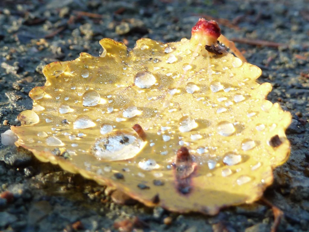 P1110080.JPG - Rain drops on yellow leaf