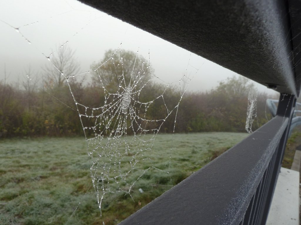 P1110103.JPG - Wet spider webs